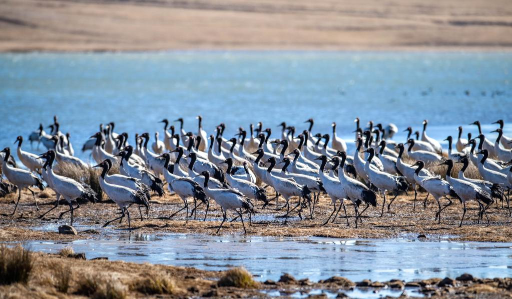 Yunnan takes measures to protect habitat of black-necked cranes