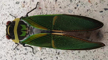 Green-winged cicada spotted in Jingdong