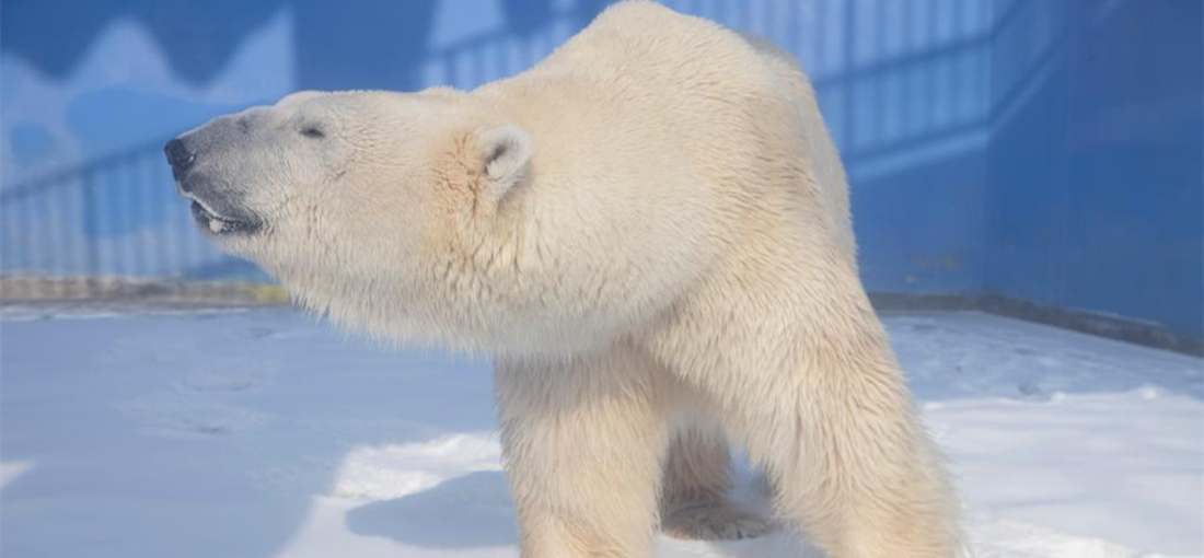 Polar bear seen at Harbin Polarpark