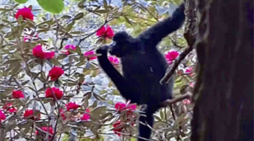 Gibbons chow down on flowers in Mt. Ailao