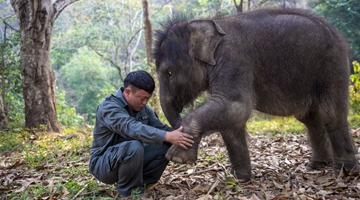 Man-elephant love goes on in Xishuangbanna