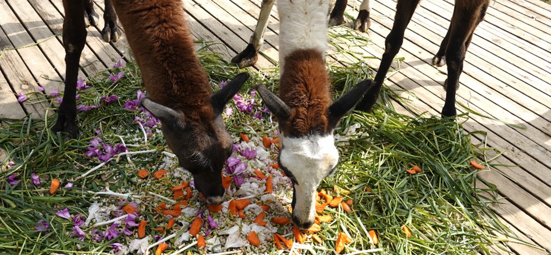 Yunnan animals treated with flower feast