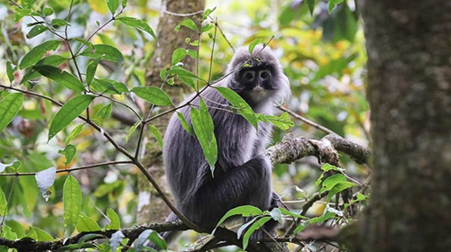 Rare langurs make presence known in nature reserve of SW China's Yunnan
