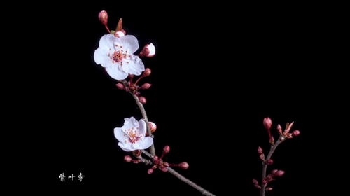 1600-hour record of spring in Kunming