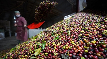 China's coffee region upgrades bean quality, livelihoods