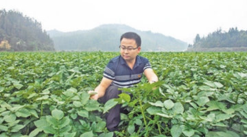 Entrepreneur brings fortune to farmers by promoting cultivation of winter potatoes