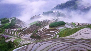Photographer records history of Honghe Hani Rice Terraces in past 3 decades