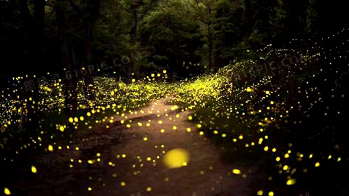 Glowing fireflies in Xishuangbanna