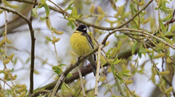 Rare bird photographed in Yunnan's nature reserve