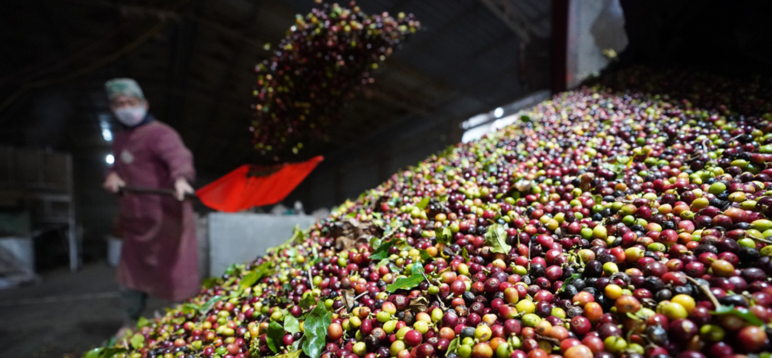 Bean bonanza as Pu'er coffee gains specialty status