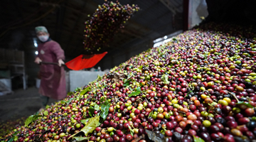 Bean bonanza as Pu'er coffee gains specialty status