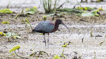 Bird watcher captures photos of rare ibis in Yunnan
