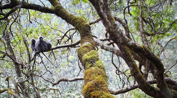 Rare leaf monkeys spotted in Yunnan