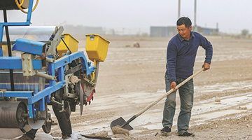Mulching film improves cotton yields in Xinjiang