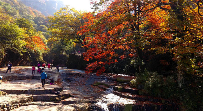 Maple Festival to be held in Yiliang, NE Yunnan 