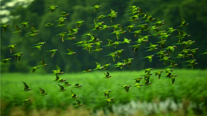 Flocks of parakeets captured in Dehong, W Yunnan 