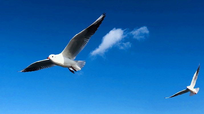 Seagulls flock to Yunnan's Dianchi Lake