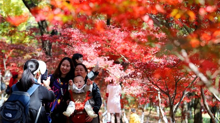 Maple leaves draw tourists to Heilongtan Park, Kunming