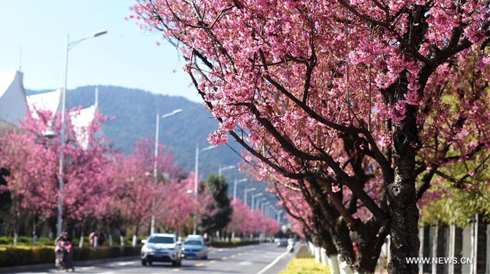 Winter cherry in Kunming