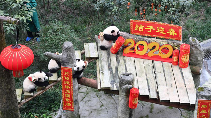 Panda cubs pose for photos for Chinese New Year greeting at Chongqing Zoo