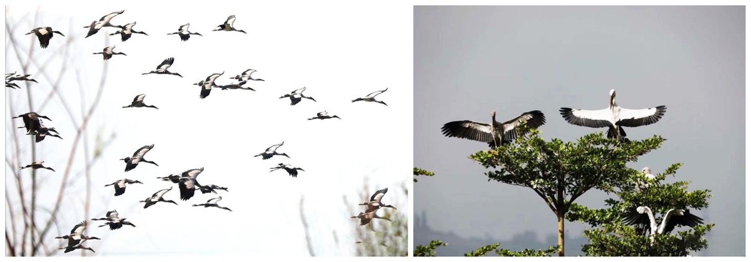 Endangered storks make themselves at home in Yunnan
