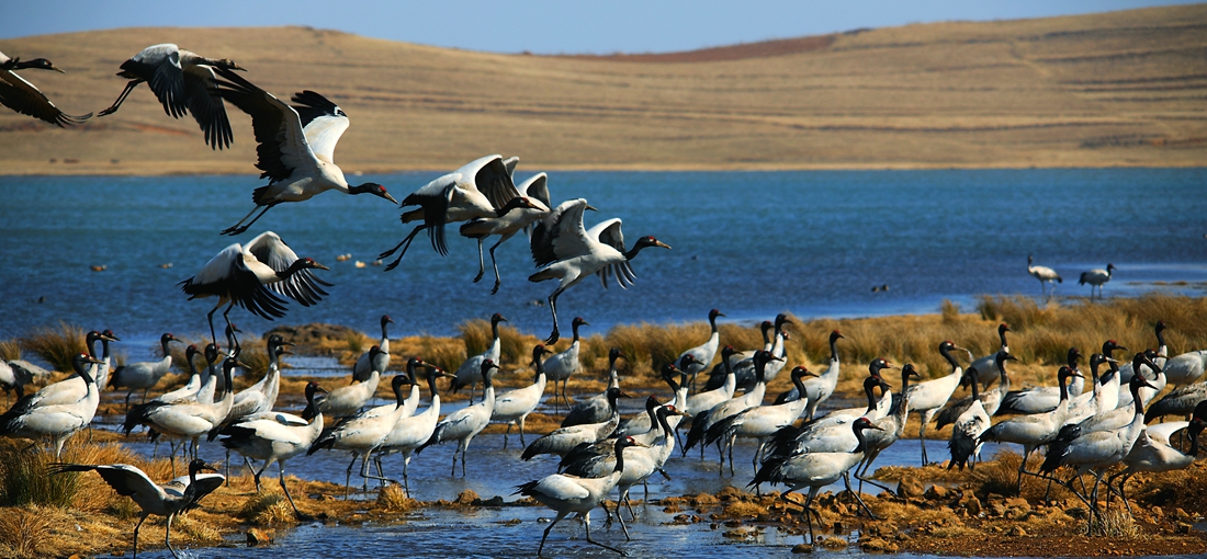 Cranes at Dashanbao fly back to northern prairie for breeding