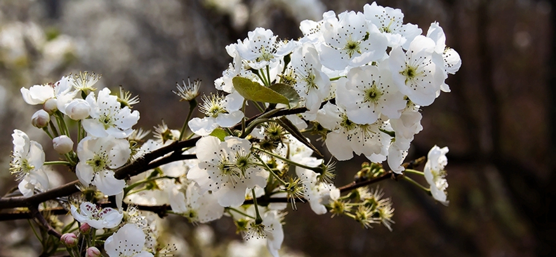 In pics: Pear blossom presents beauty in south Yunnan