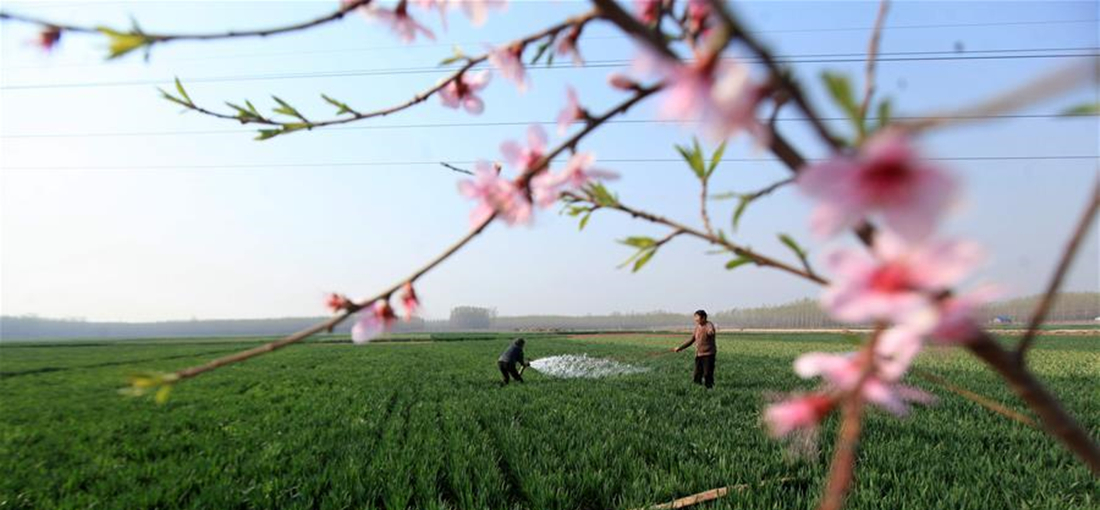Farmers busy with spring ploughing across China