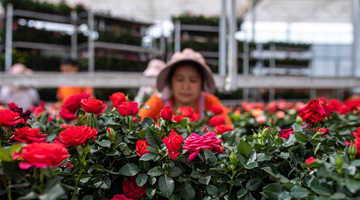 Flower planting industry in Yunnan helps boost locals' income 