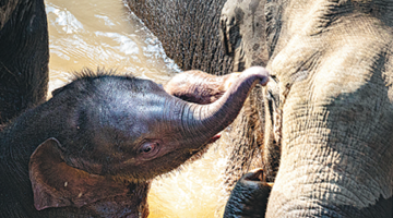 Trackers in bid to stop elephants wreaking havoc