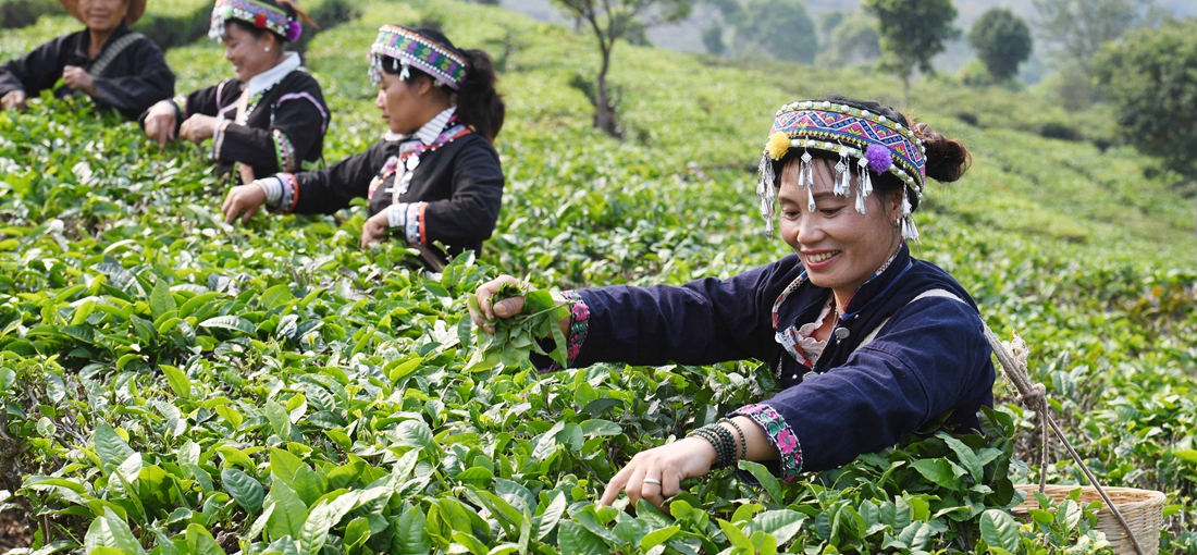 In pics: Tea planting enriches farmers in Ning'er County