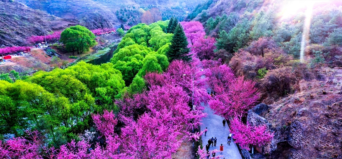 Cherry blossoms seen in Yudong scenic area, northeast Yunnan