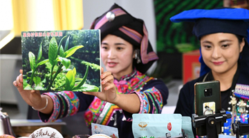 Livestreaming livens up tea sales in Yunnan