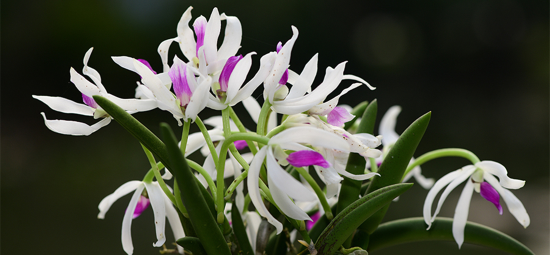 Orchids burst into diverse blossom in Yunnan