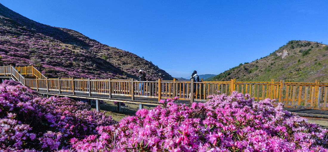 Azalea blossoms lure tourists to Luquan, Kunming   