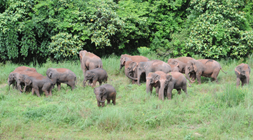 Wild Asian elephants step into cropland due to continuous dry weather