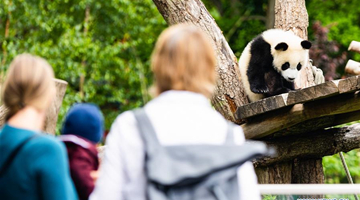 People visit Panda Pavilion of Zoo Berlin in Germany 