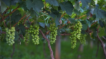 Grape growing helps Wandian township in poverty-relief