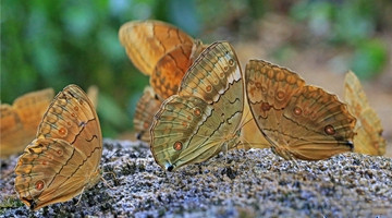 Ma’andi in south Yunnan welcomes butterfly tide