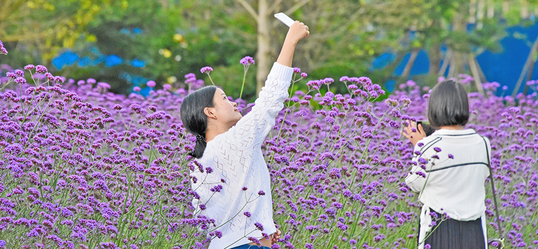 Floral blooms paint Yunnan county in vivid colors