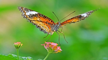 Beautiful butterflies seen in Jinping County