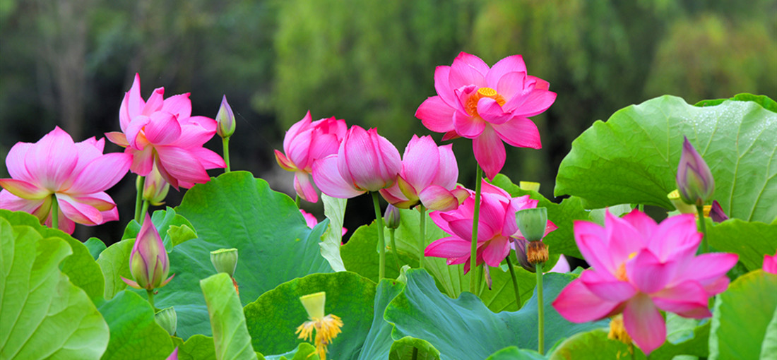 Lotus flowers blossom in Changning, W Yunnan
