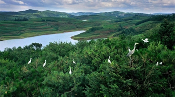 Yi people, egrets live in harmony in east Yunnan