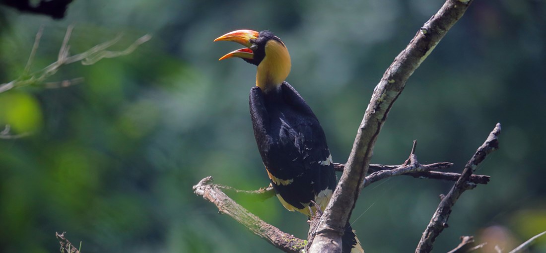 Rare footage of great hornbill chick captured in Dehong, W Yunnan
