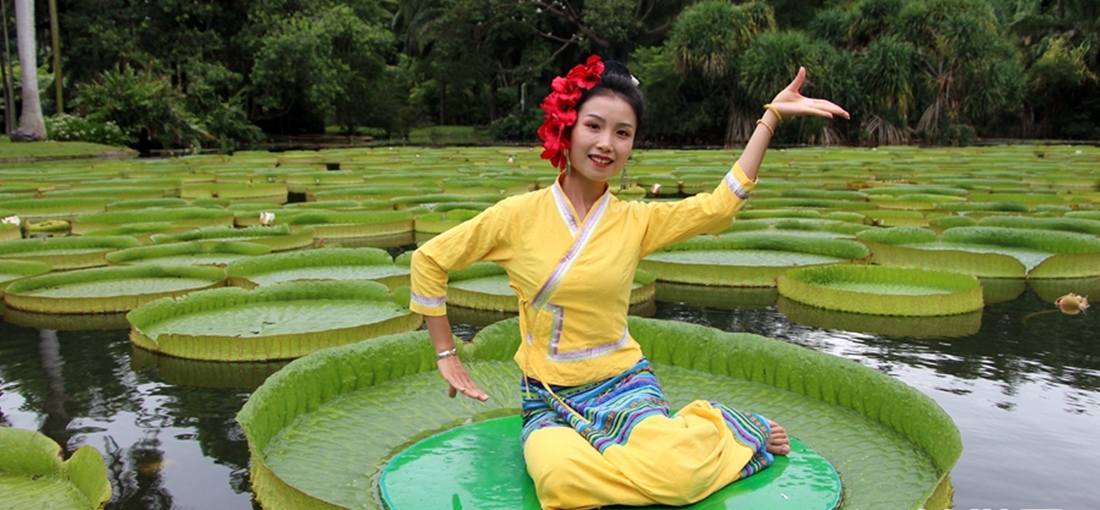Water lilies in S. Yunnan form leave boats for tourists