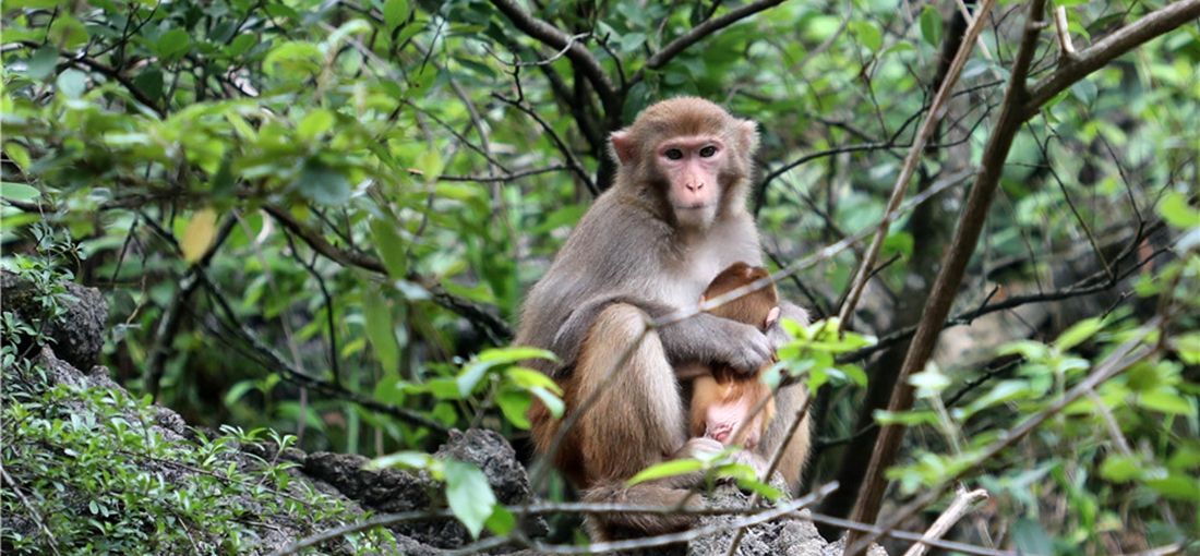 In pics: Macaques enjoy life at new home in E. Yunnan