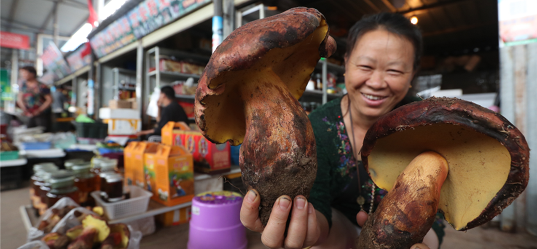 Trade of wild mushrooms booms in central Yunnan