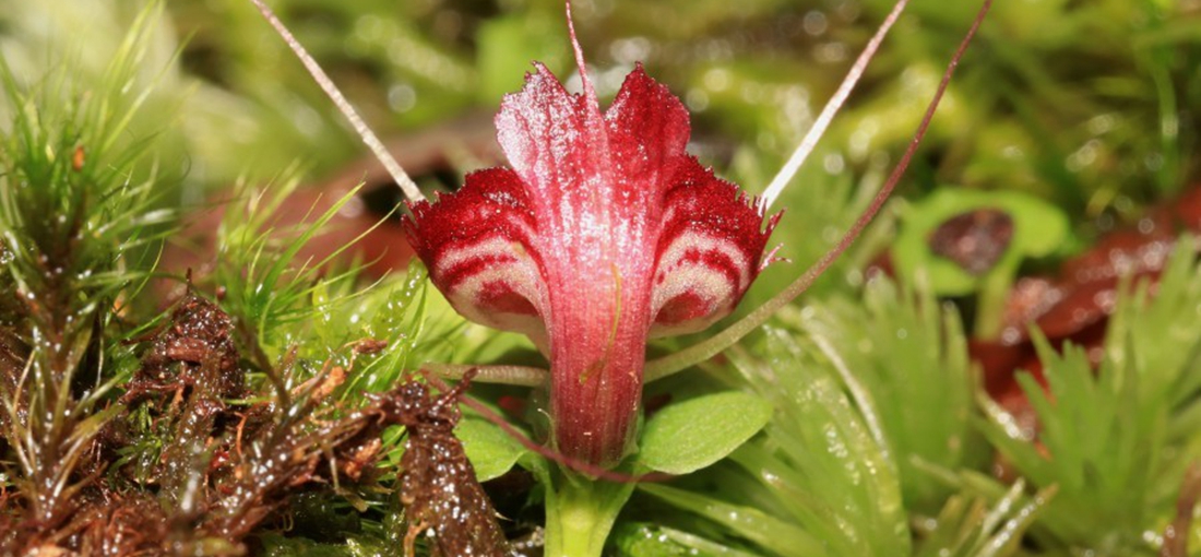 In pics: new helmet orchids found in SW Yunnan