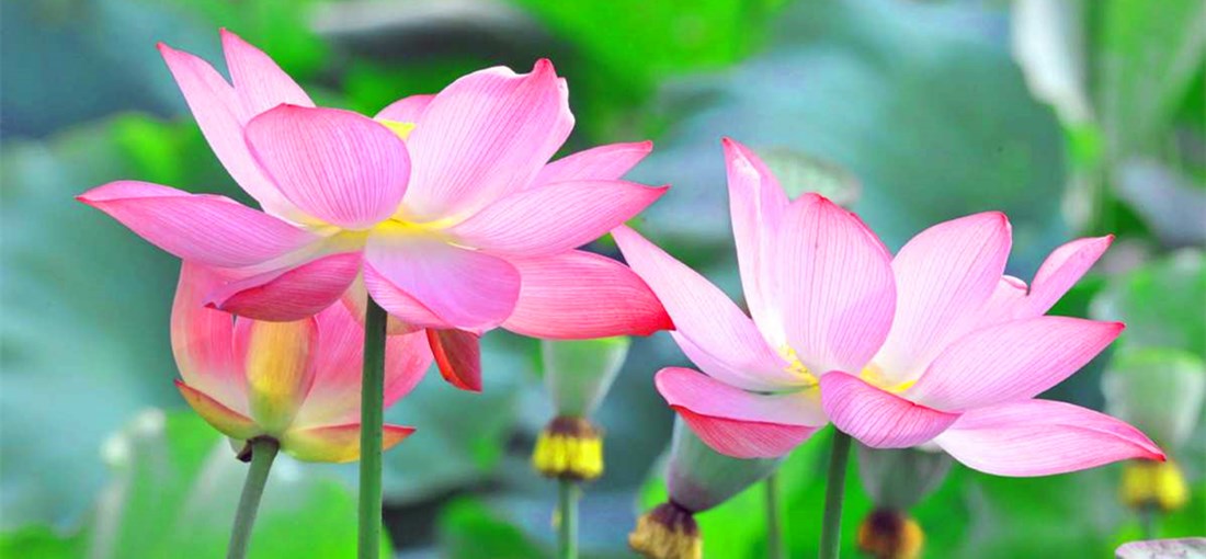 The lure of lotus flowers in Mile, SE Yunnan