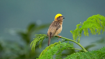 Weaverbirds build elaborate nests in Yunnan